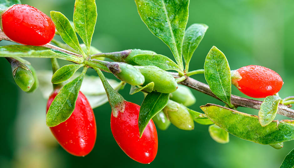 Fresh Goji Berries (Wolfberry)